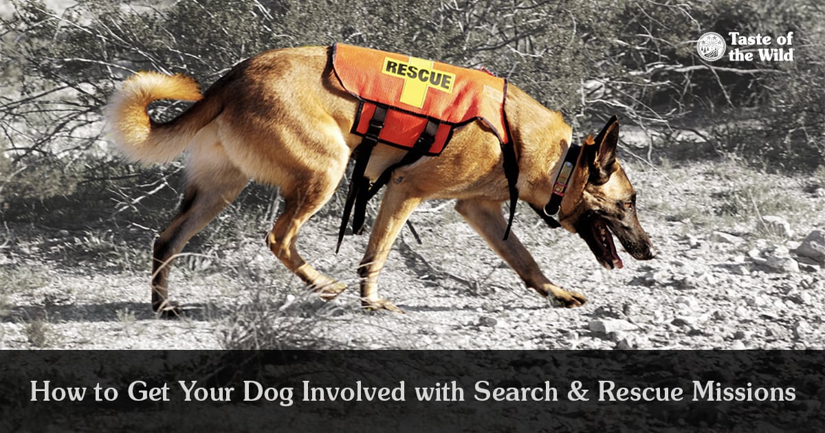 German Shepherd Rescue Dog Wearing an Orange Vest | Taste of the Wild