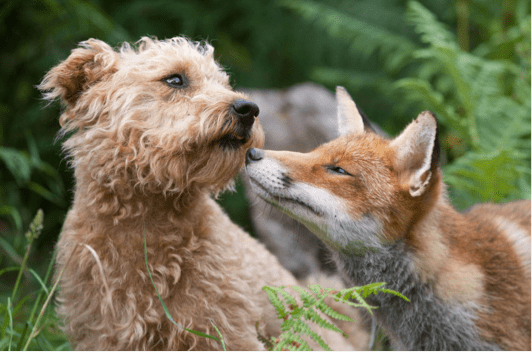 Small Breed Dog and Fox in a Forest | Taste of the Wild