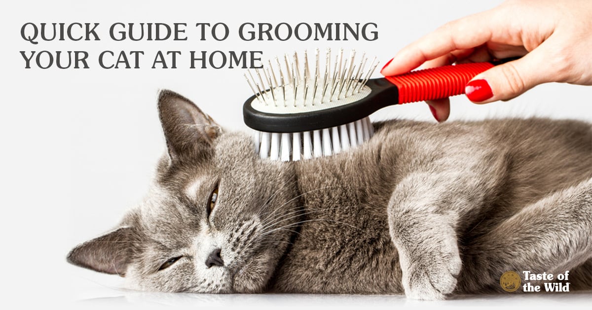 Cat Being Groomed with a Brush | Taste of the Wild