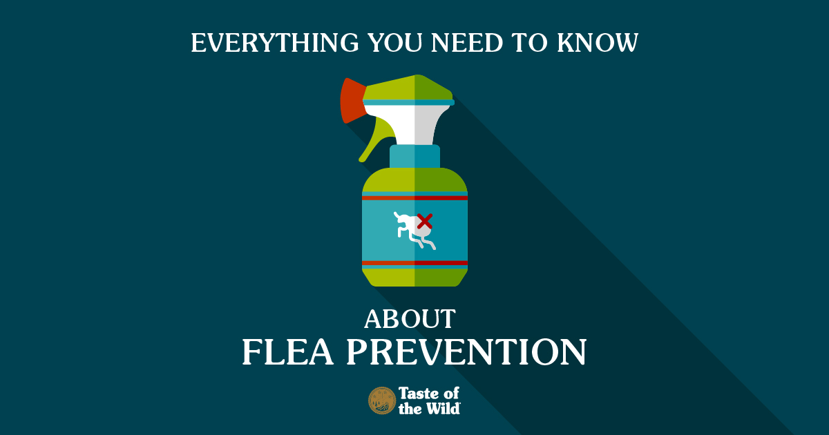 Flea Prevention graphic
