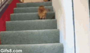 kitten on stairs gif