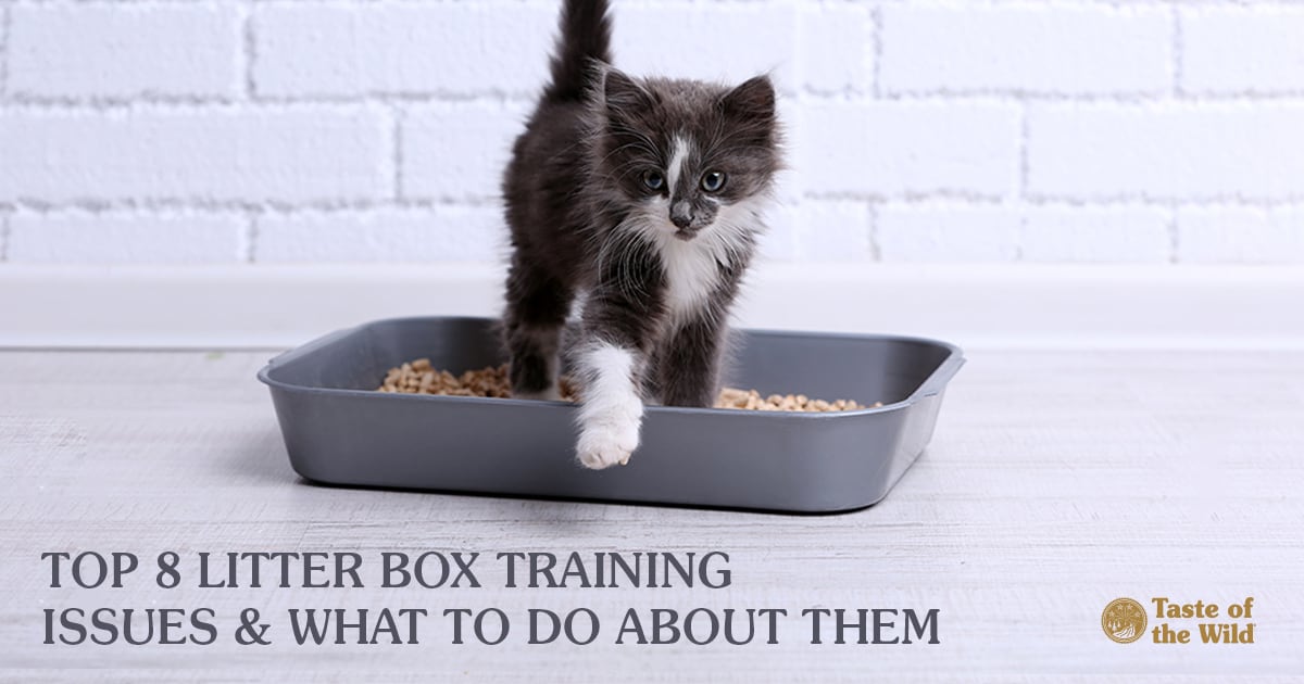 Kitten Stepping Out of a Litter Box | Taste of the Wild