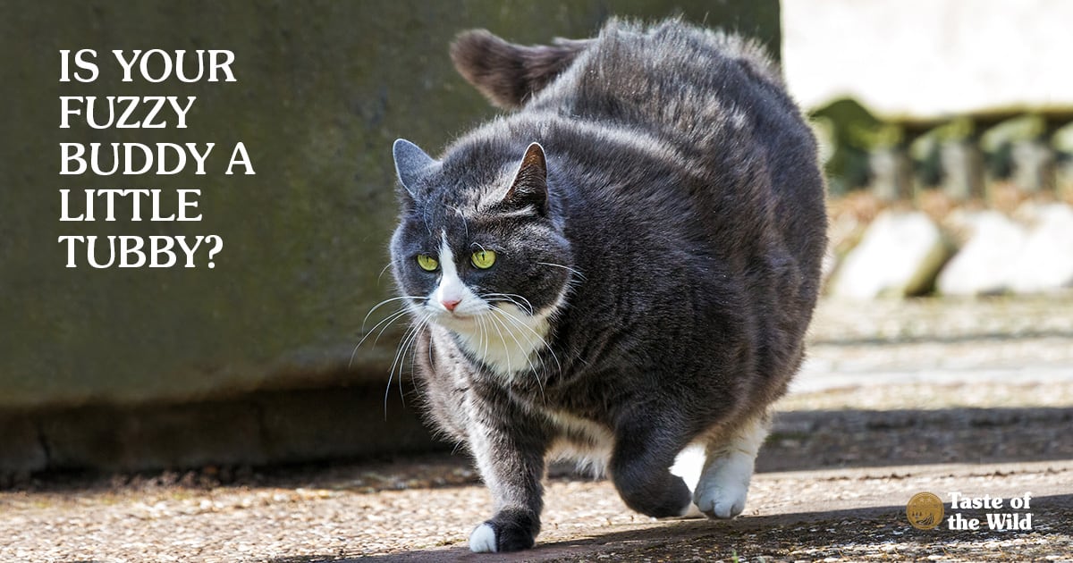 Overweight Cat | Taste of the Wild