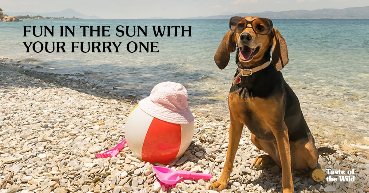 Dog Wearing Sunglasses Sitting on a Beach | Taste of the Wild