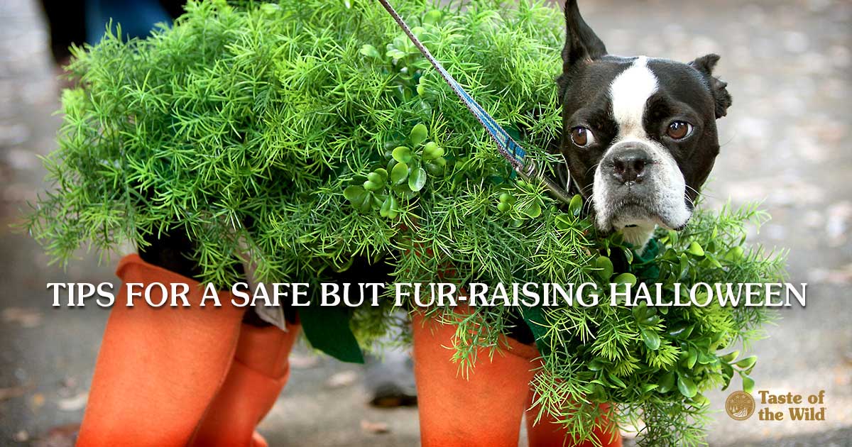 Dog Dressed as Potted Plant for Halloween | Taste of the Wild