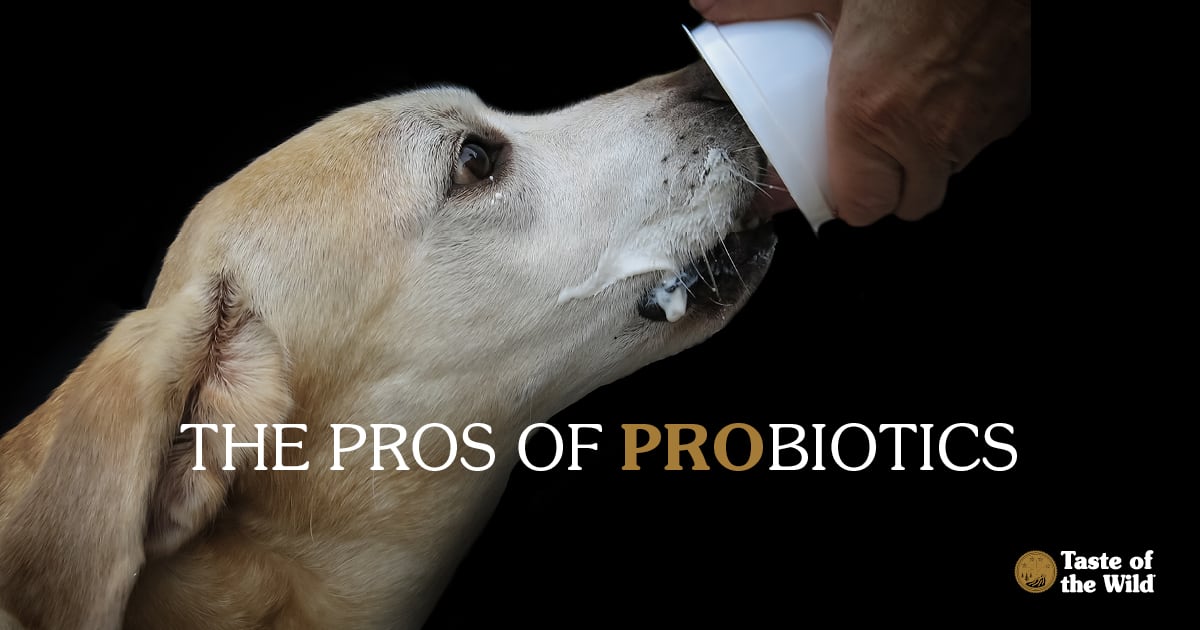 A dog eating yogurt out of a small cup.