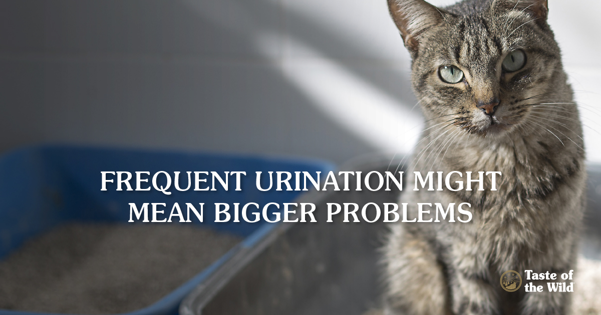 Frequent urination in cats
