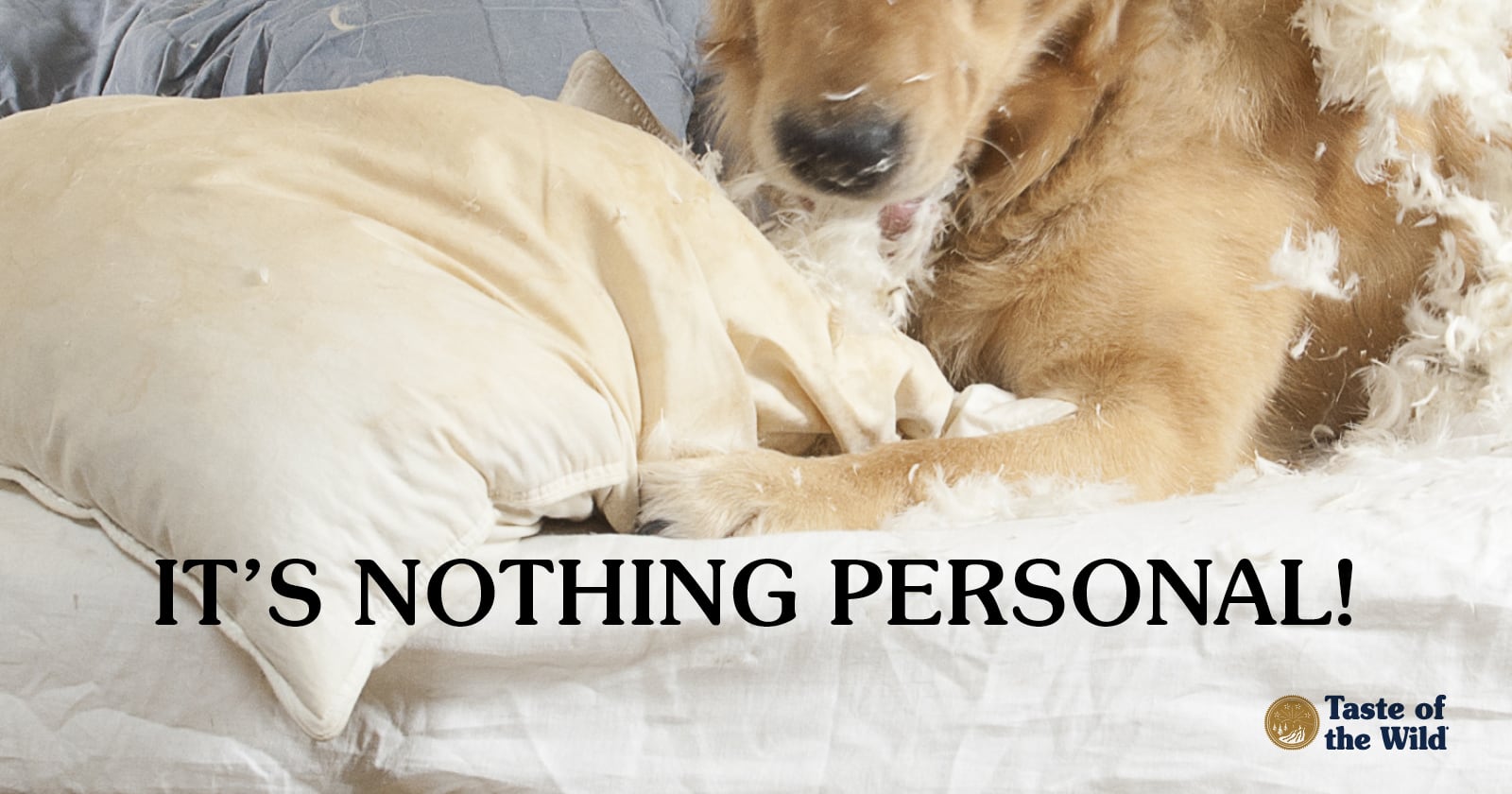 Golden Retriever dog tearing up pillow