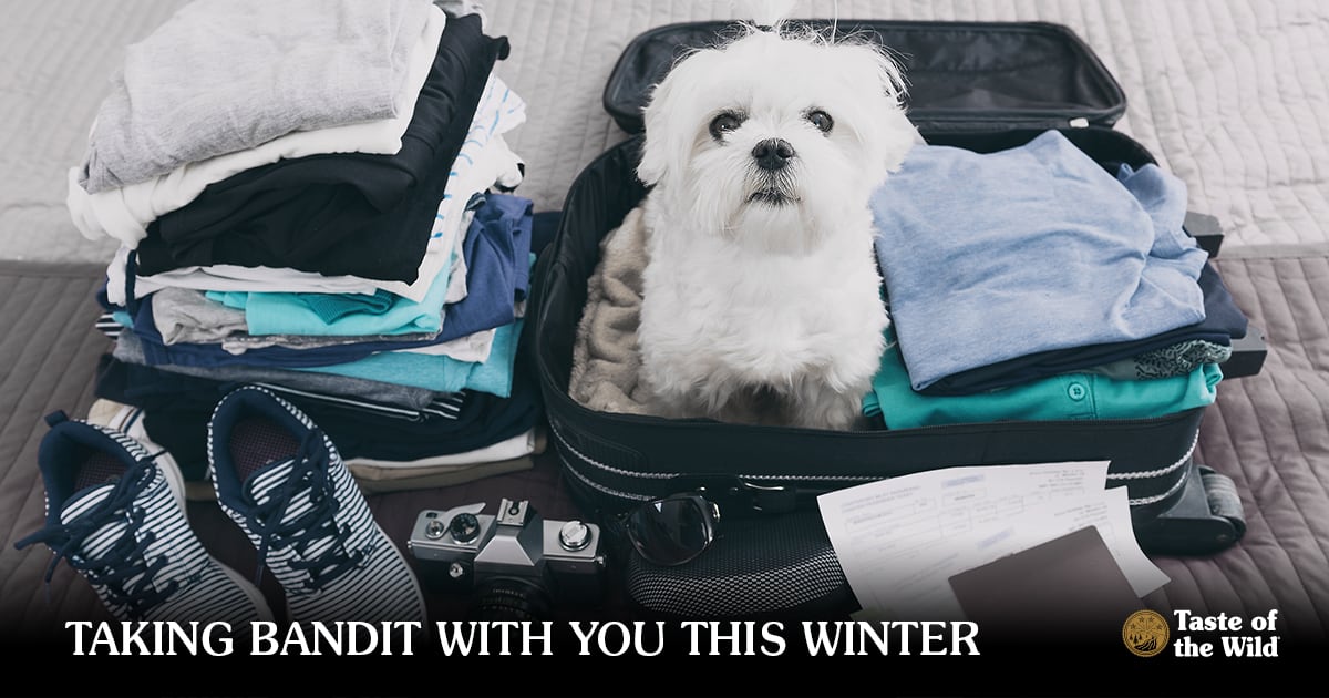 White Dog Sitting in Suitcase | Taste of the Wild
