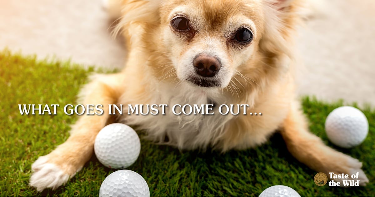 A small dog lying down next to several golf balls next to text that reads, 'What goes in must come out'.