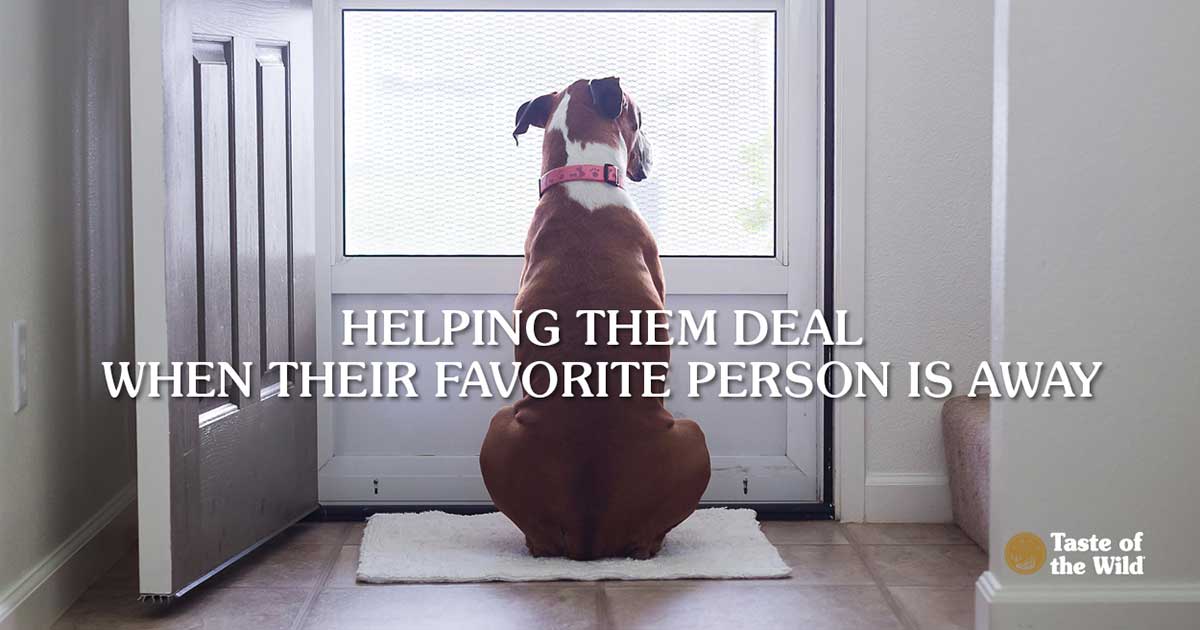Boxer Dog Sitting in Front of Screen Door Waiting for Owner to Return | Taste of the Wild