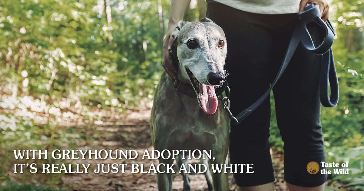 Greyhound and Owner on a Hiking Trail | Taste of the Wild
