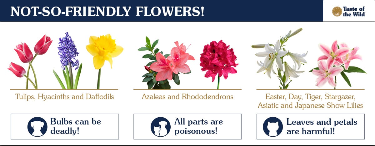 No-So-Friendly Flowers for Pets Chart | Taste of the Wild
