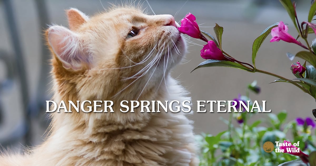 Orange Cat Sniffing Flowers | Taste of the Wild