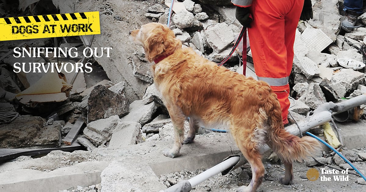 Urban Search and Rescue Dog at a Natural Disaster Scene | Taste of the Wild