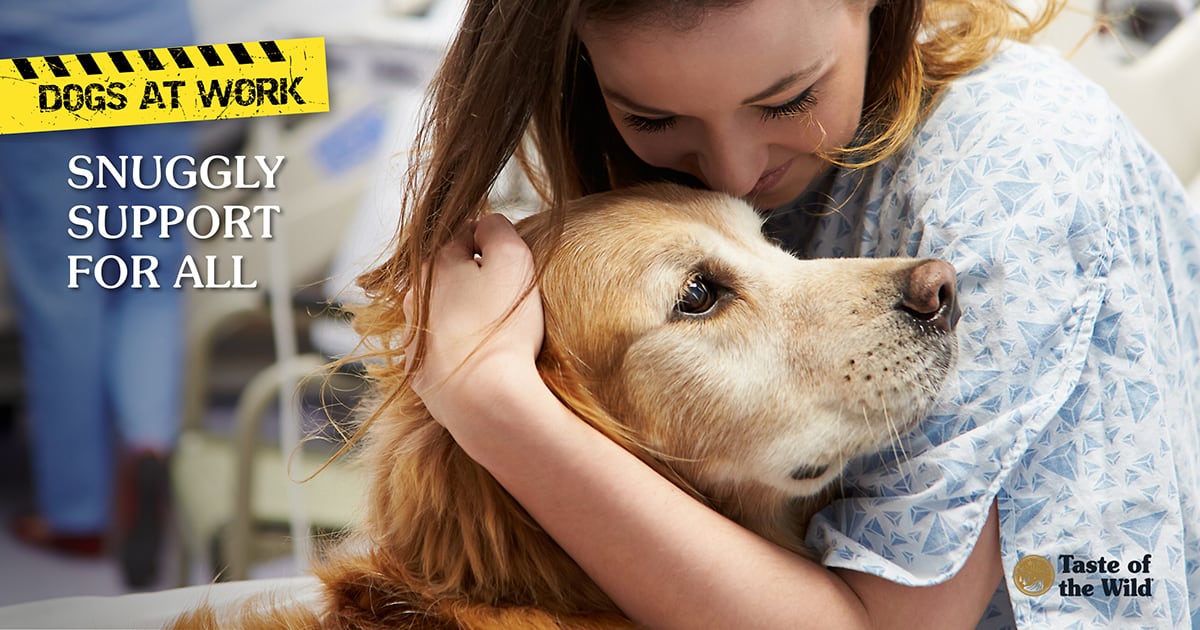 Close-Up of Hospital Patient Snuggling a Yellow Labrador Dog | Taste of the Wild