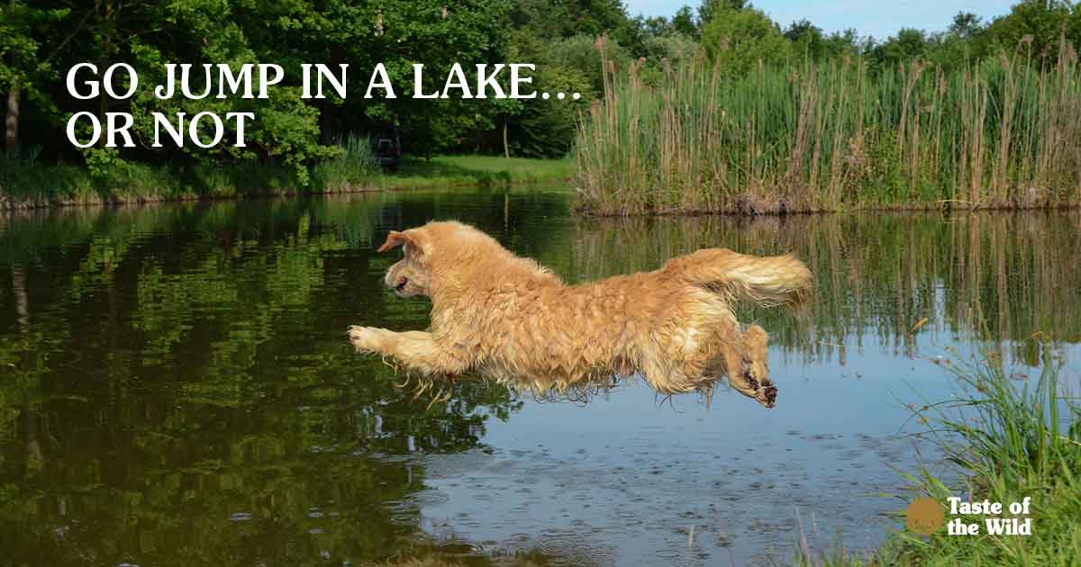 A dog leaping through the air into a lake on a sunny day.