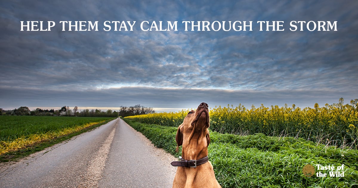 How to calm a dog from thunder