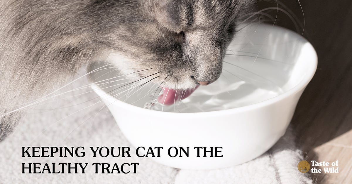 A close-up of a gray cat drinking water from a white ceramic bowl.