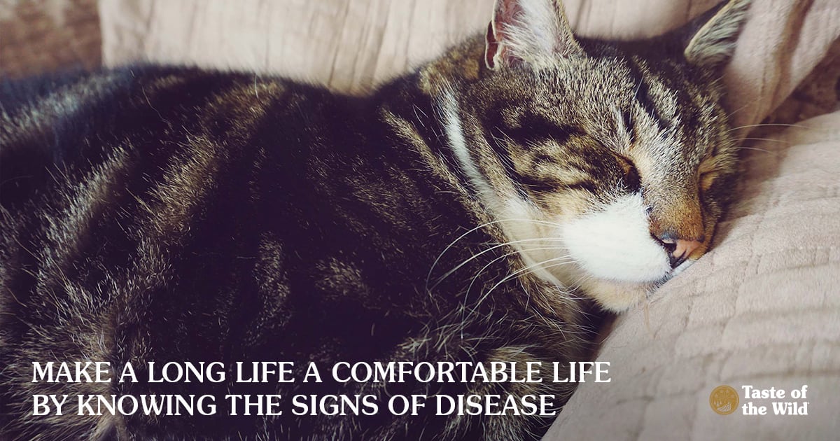 Diseases in Senior Cats | Taste of the Wild