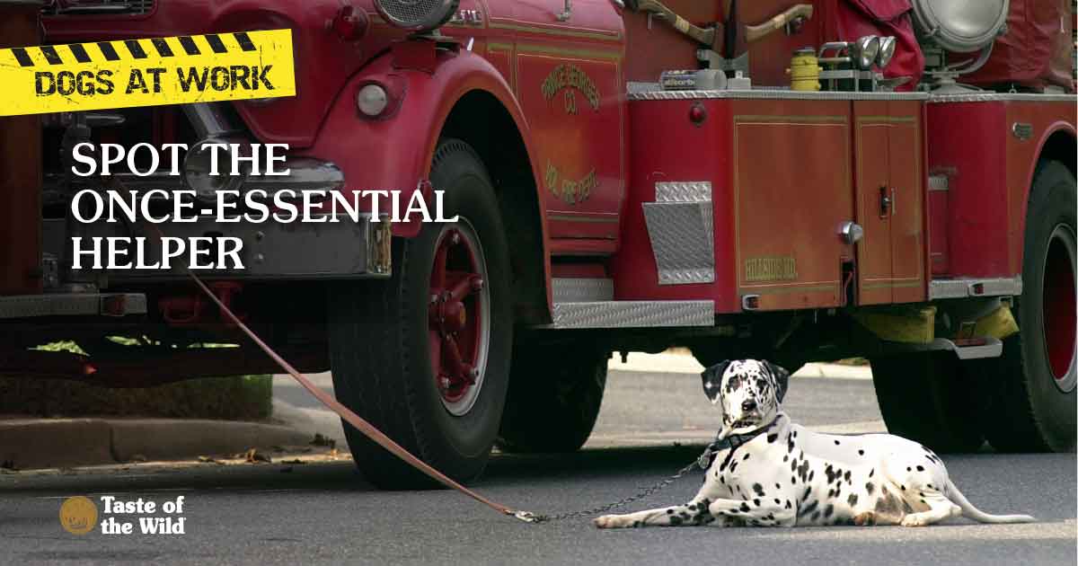 A Dalmatian on a leash lying next to a red firetruck.