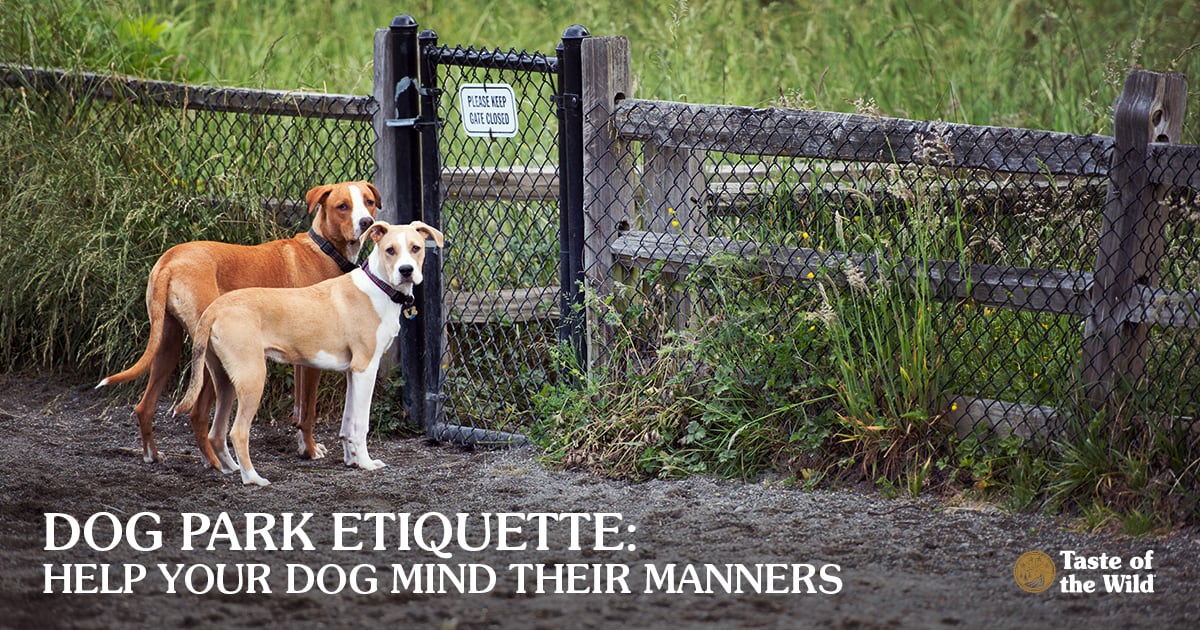 Two medium sized dogs standing at a dog park entrance