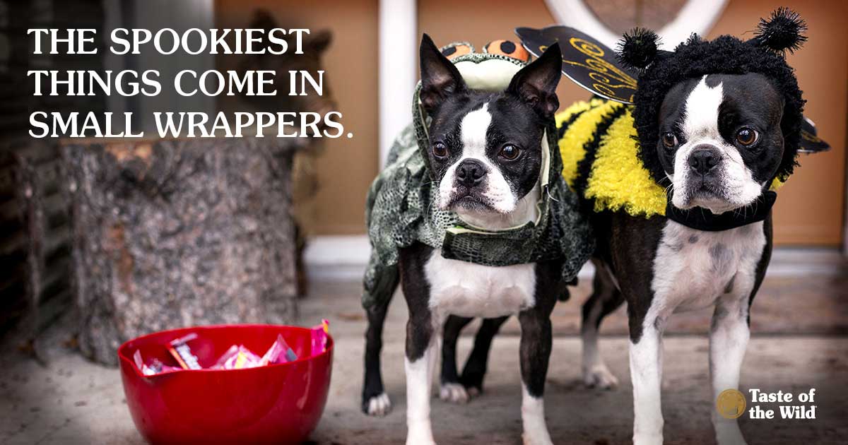 Two small dogs wearing Halloween costumes while standing next to a red bowl full of candy.