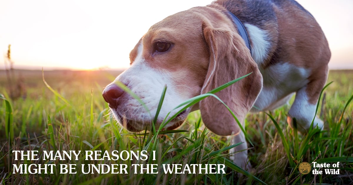 Beagle dog sniffing grass