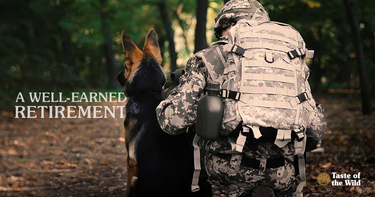 A German shepherd dog in the forest sitting next to a soldier in army fatigues.