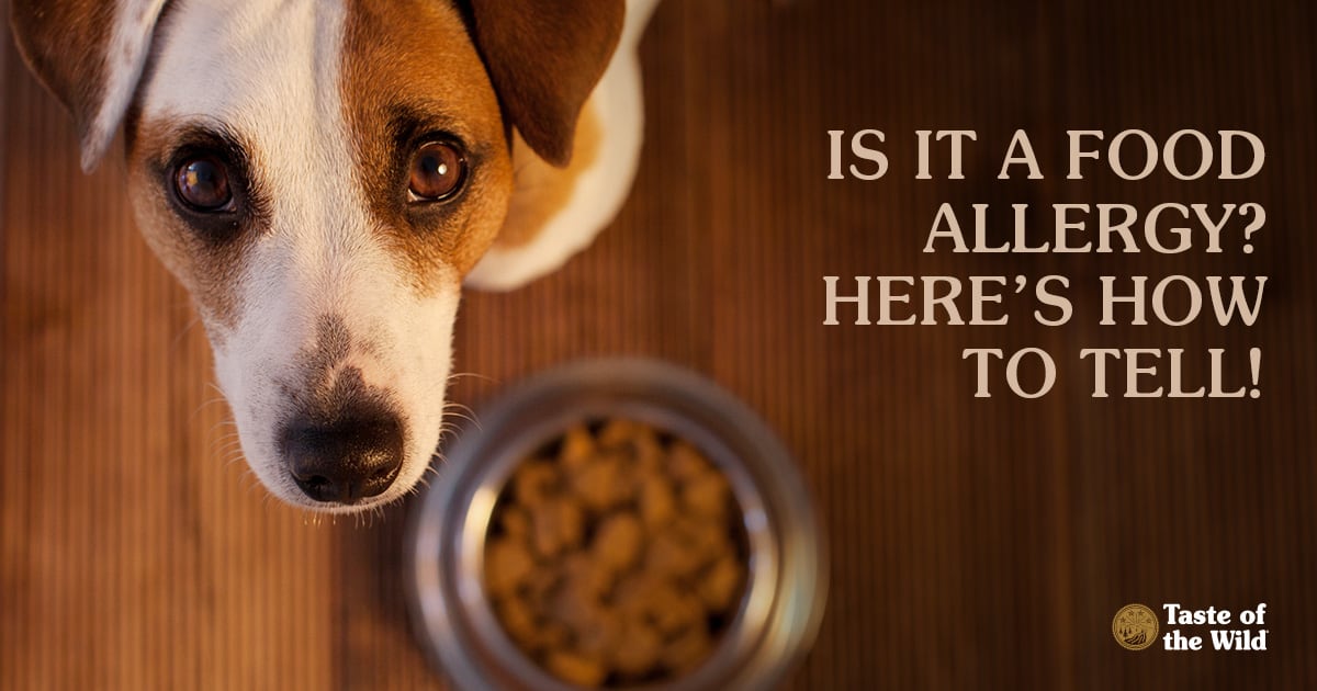 A dog standing over a bowl full of food looking up at the camera.