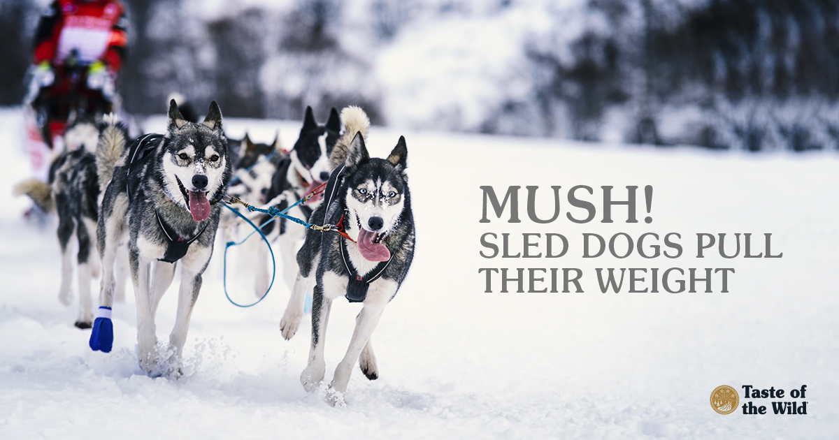 Team of Sled Dogs Running on a Snowy Trail | Taste of the Wild