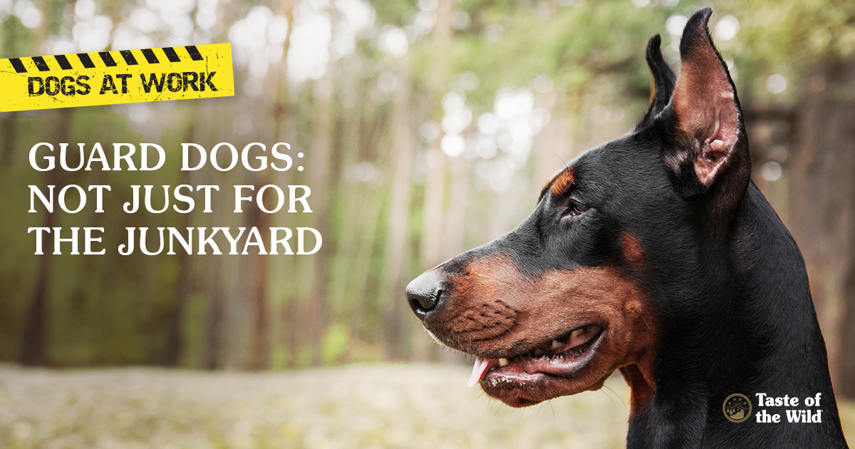 Guard dogs: Not just for the junkyard