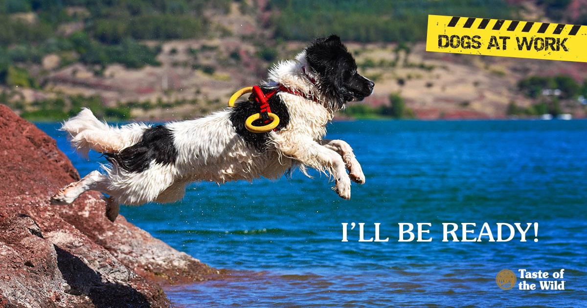 A dog wearing a rescue vest jumping from a rock into a body of water.