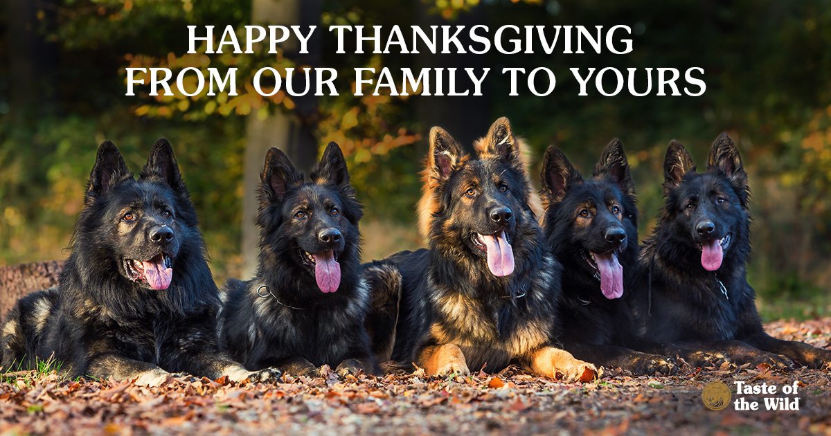 Happy Thanksgiving From Our Family to Yours | Taste of the Wild Pet Food