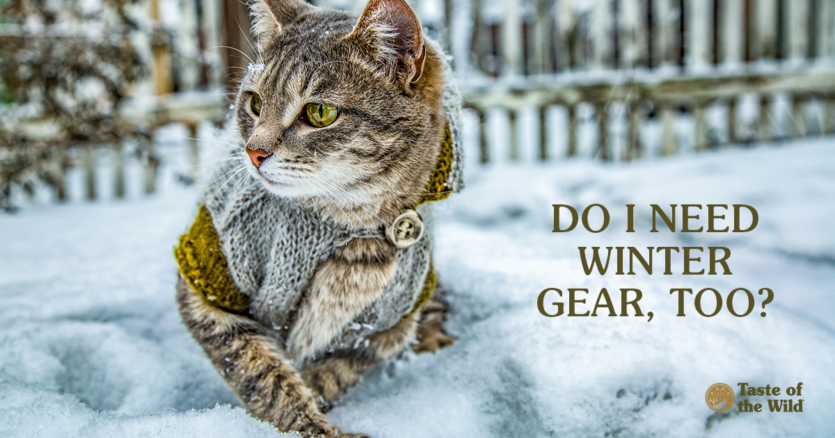 Does Your Cat Need Winter Gear Too? | Taste of the Wild