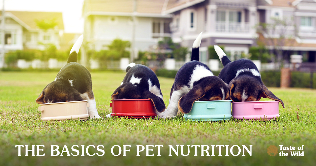 Beagle Puppies Eating Out of Dog Bowls in a Backyard | Taste of the Wild Pet Food