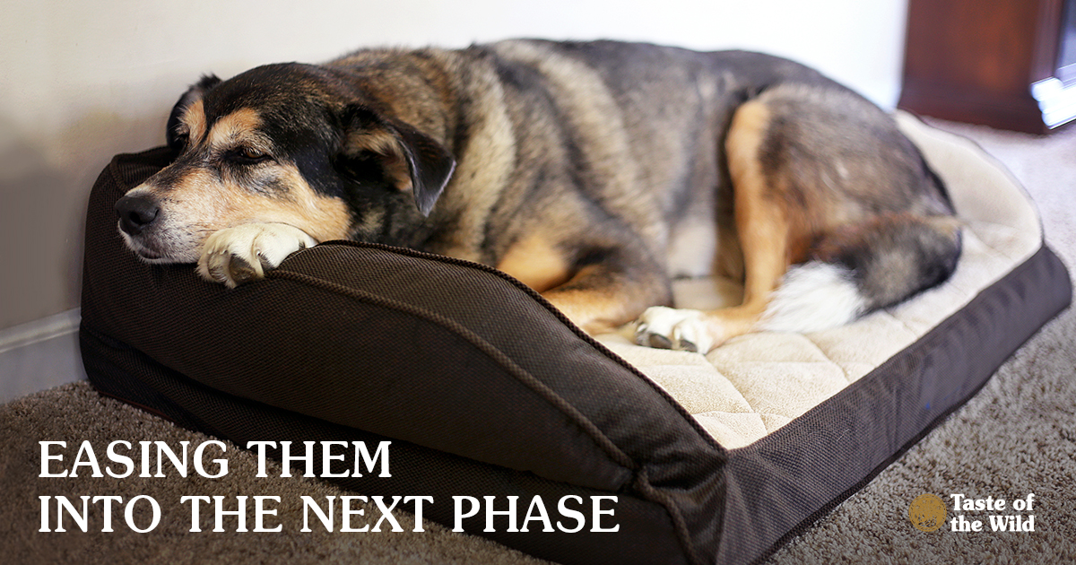 Senior Mix Breed Dog Resting in a Dog Bed | Taste of the Wild Pet Food