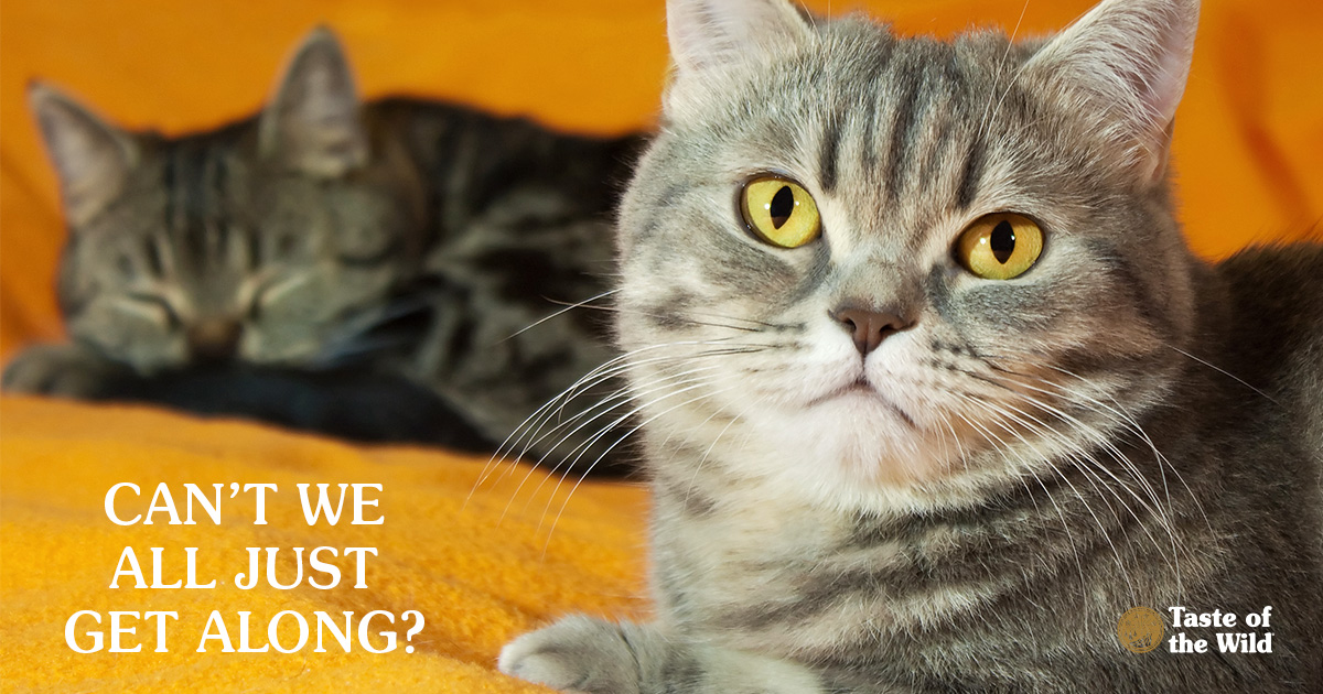 Two Cats Resting Separately on an Orange Blanket | Taste of the Wild Pet Food