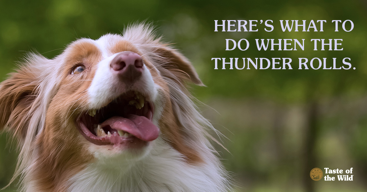 Nova Scotia Duck Tolling Retriever Dog Looking Up at the Sky | Taste of the Wild Pet Food