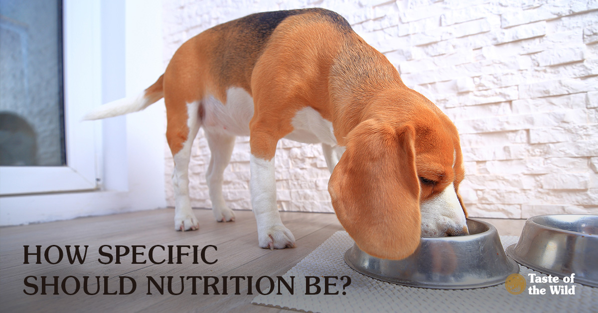 A beagle standing on the porch eating food from a metal bowl.