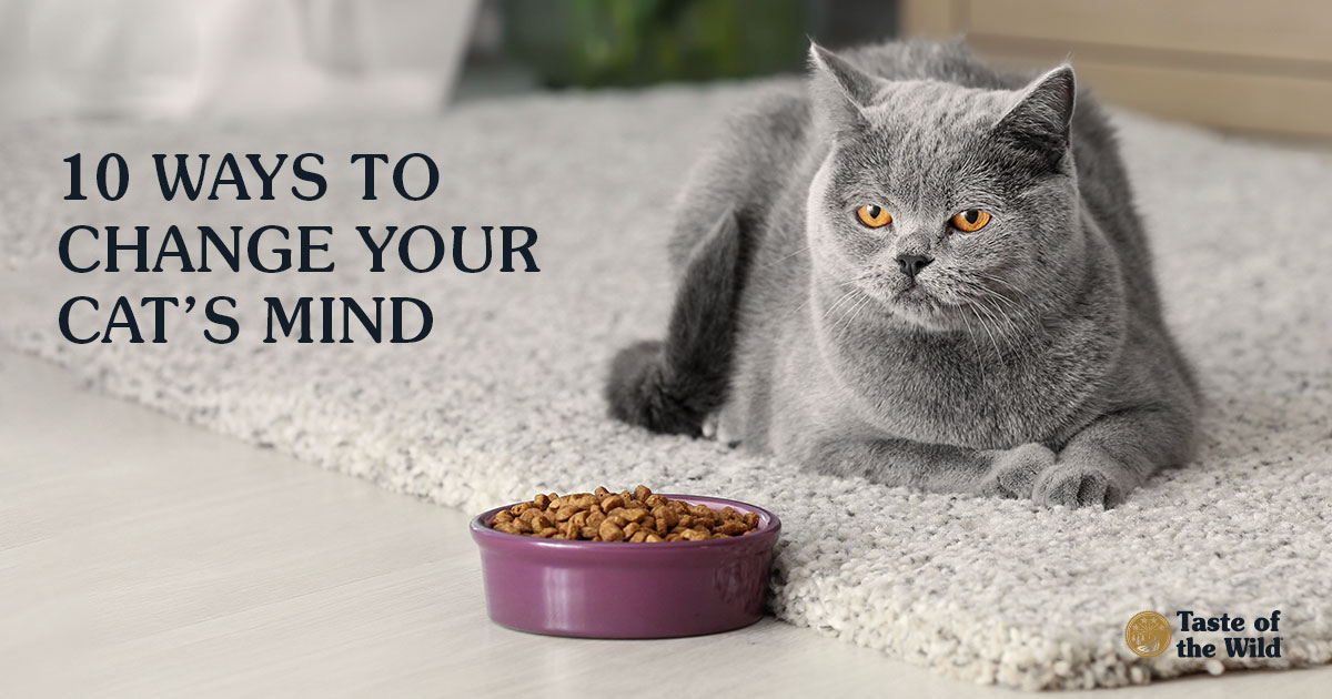 British Shorthair Cat Near Bowl with Food at Home | Taste of the Wild Pet Food