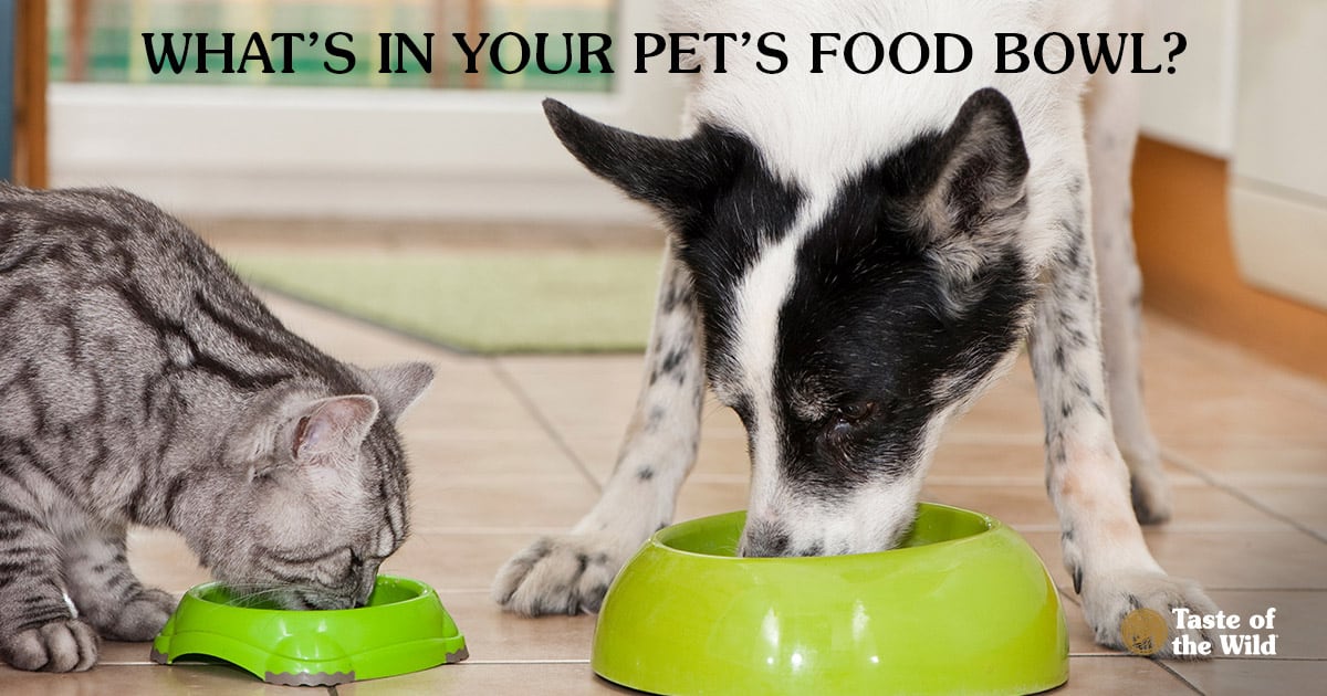 Cat and Dog Eating Out of Food Bowls in the Kitchen | Taste of the Wild Pet Food