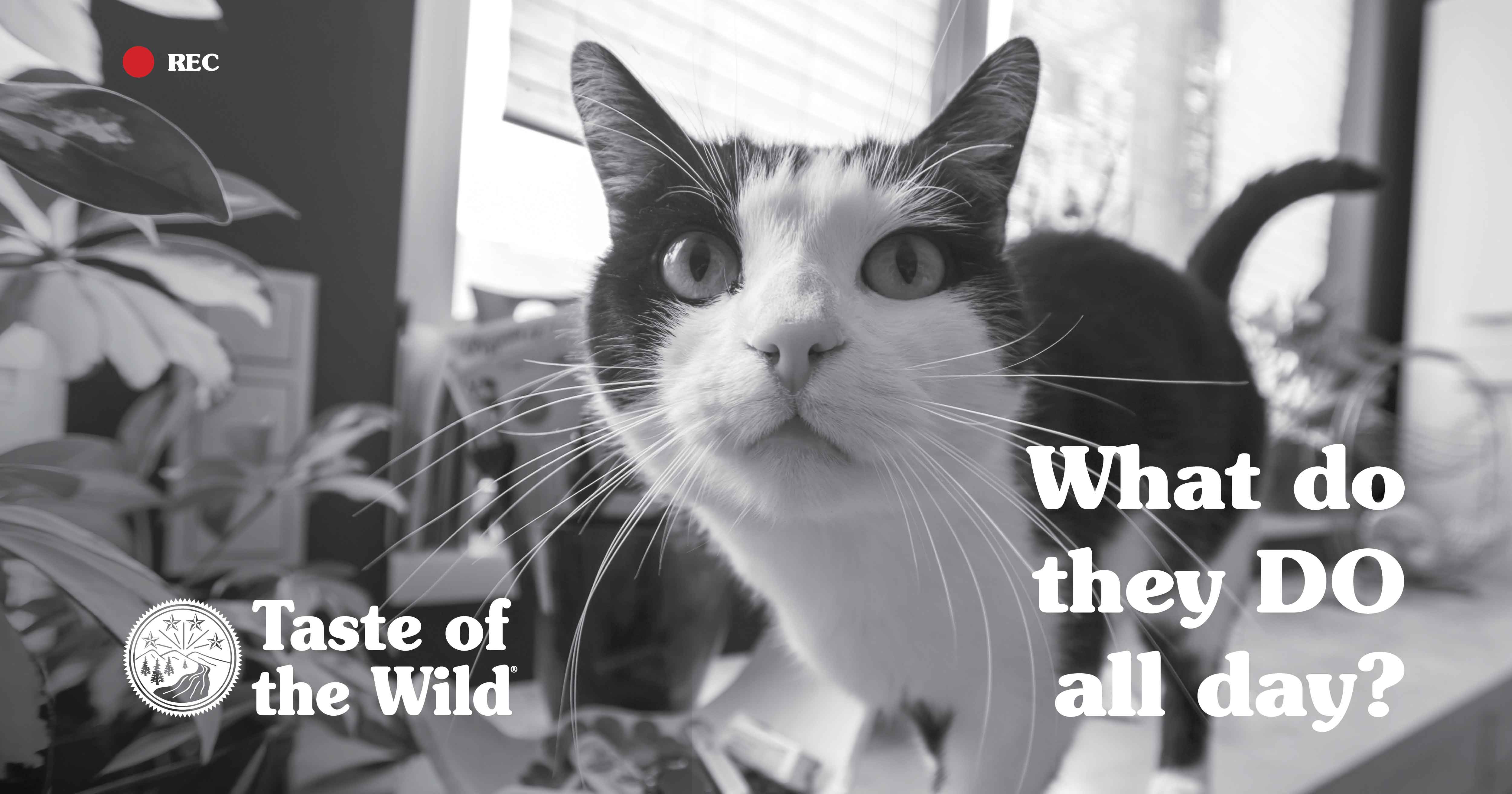 Black and White Photo of Funny Tabby Cat Looking into Home Surveillance Camera | Taste of the Wild Pet Food