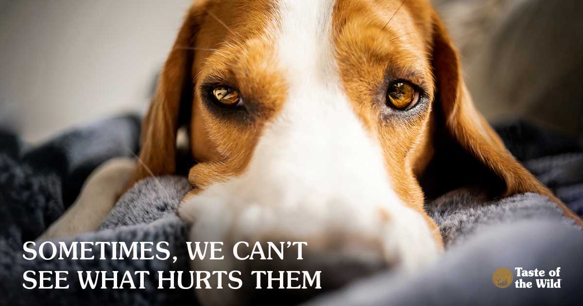 Beagle Dog Lying on a Grey Blanket | Taste of the Wild Pet Food