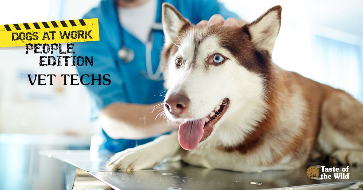 Husky Dog Lying on Table at Vet Clinic and Veterinary Technician in the Background | Taste of the Wild Pet Food