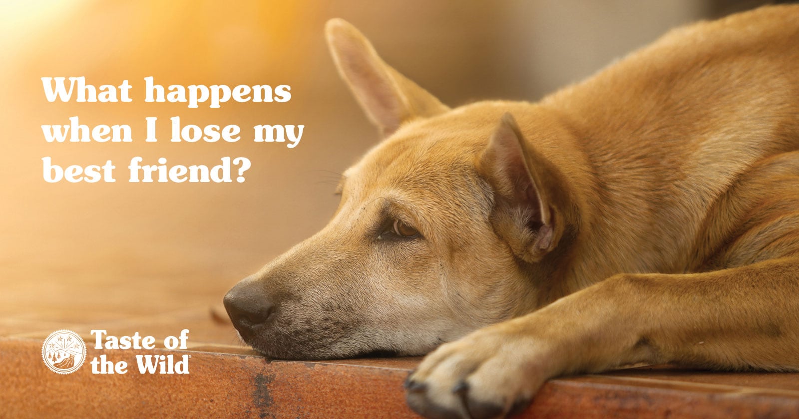 Sad and Lonely Dog on a Curb After Losing His Owner | Taste of the Wild Pet Food