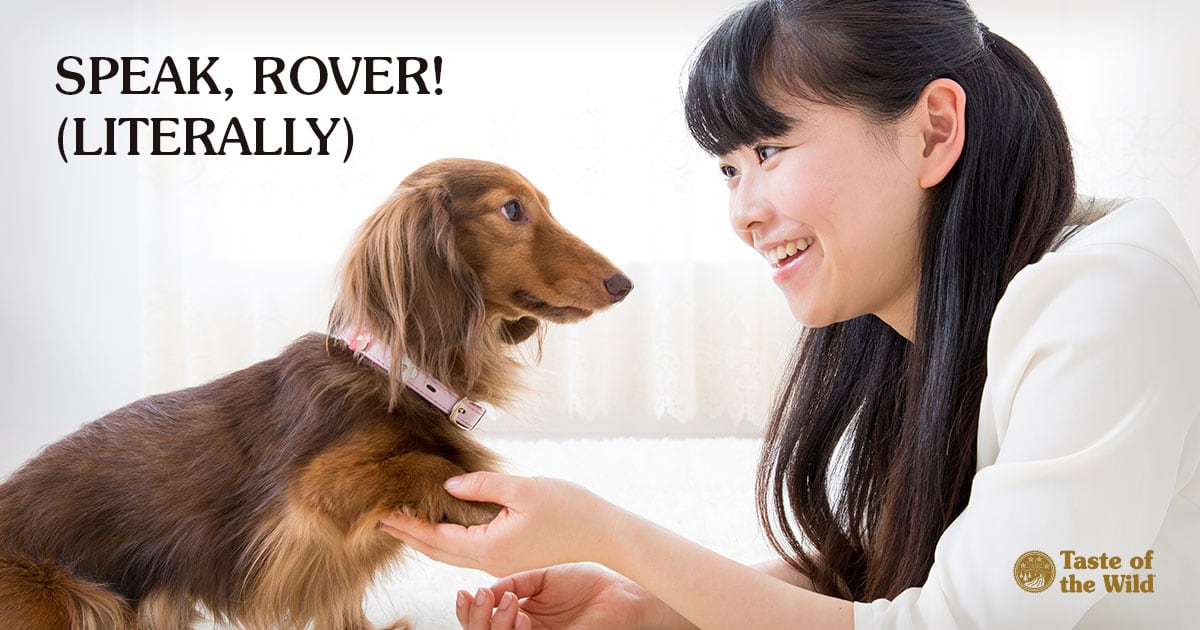 Young Asian Woman Shaking the Paw of Her Long-Haired Dachshund | Taste of the Wild Pet Food