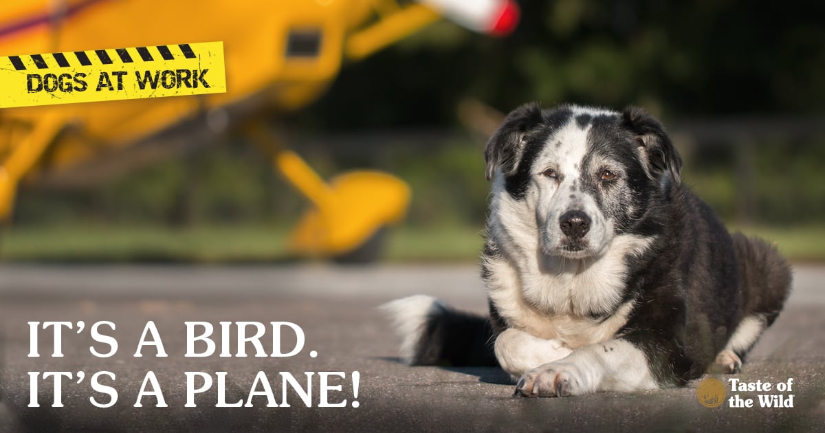 Border Collie Mix Breed Dog Lying Down on Runway on the Lookout for Birds | Taste of the Wild Pet Food