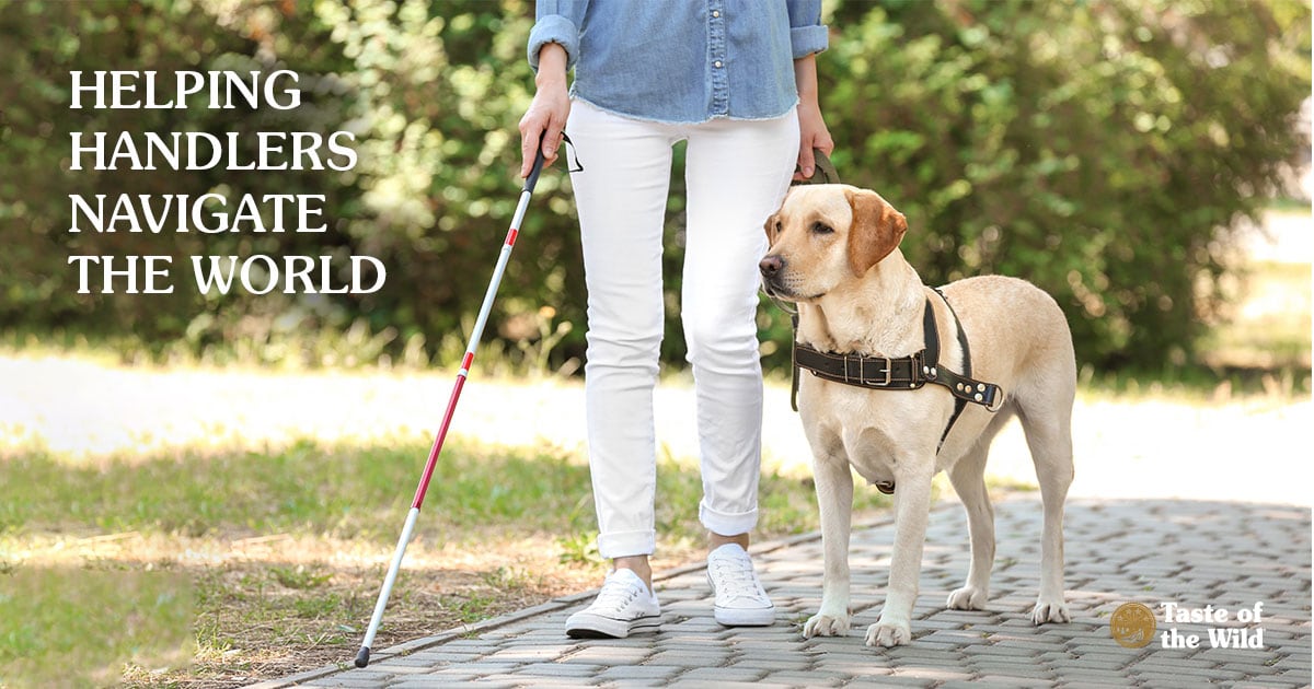 Guide Dog Walking With Blind Owner | Taste of the Wild 