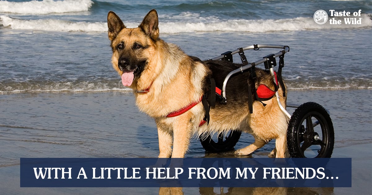 A German shepherd standing on the beach wearing a wheelchair harness to support its hind legs.